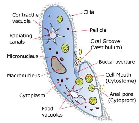 Ciliates Microscopy - Habitats, Characteristics and Reproduction