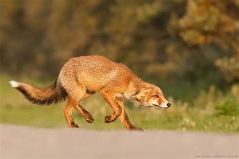 Red Fox Behavior | Wiki | Foxes Amino