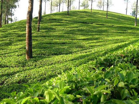 Gift of Nature: Sylhet Tea Garden Beauty of Nature