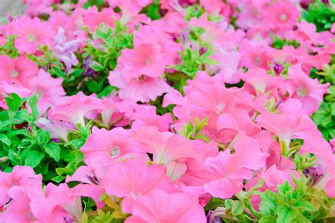 Beautiful pink flowers in garden Free Photo Download | FreeImages