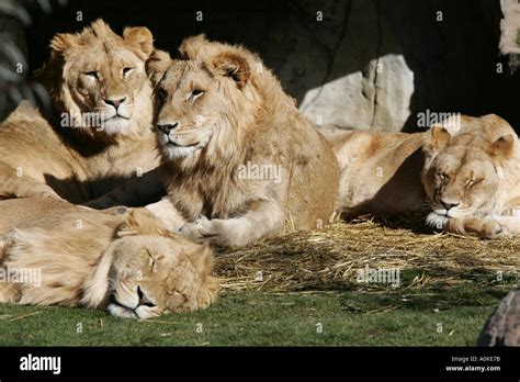 Pride of lions Stock Photo - Alamy