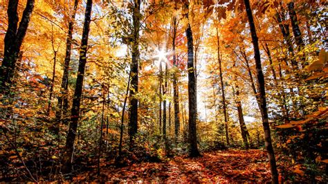 Where to see the best fall foliage in Pennsylvania this week