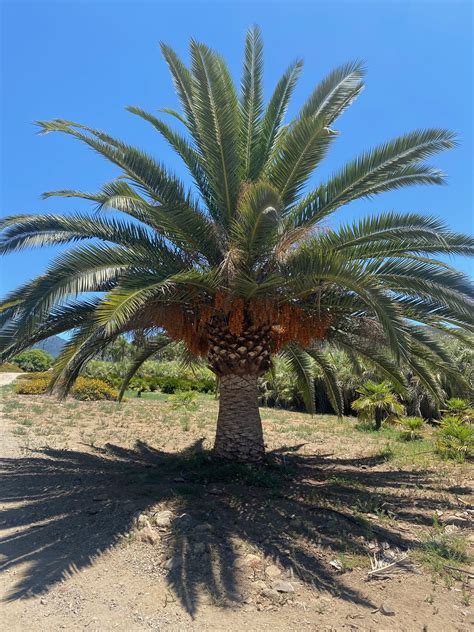 Gregory Palm Farms : PHOENIX CANARY ISLAND DATE PALMS STARTING AT $500.00 AT THE GREGORY PALM ...