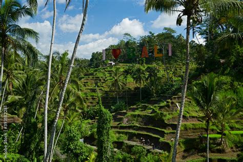 Rice terraces in Ubud Bali with famers working the rice terraces Stock ...