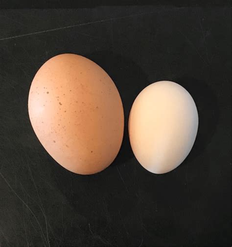 What are Pullet Eggs? | Meyer Hatchery Blog