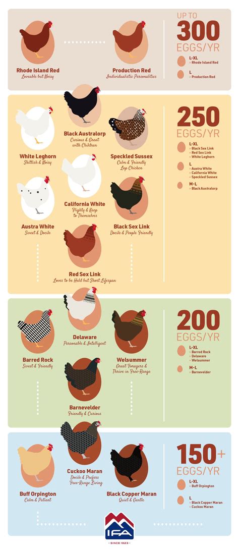 The Best Egg Laying Chickens: A Guide to Egg Production | IFA's Blog