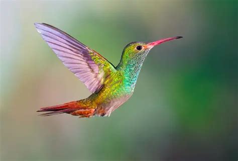 30,000+ Exotic Bird Pictures | Download Free Images on Unsplash