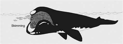 Skim-feeding in right and bowhead whales. From Berta and Sumich 1998. | Download Scientific Diagram