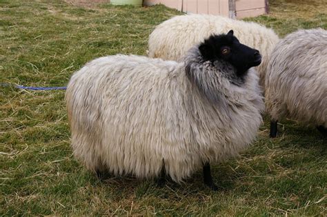 Shetland Sheep Breed Information, Facts & History - RaisingSheep.net