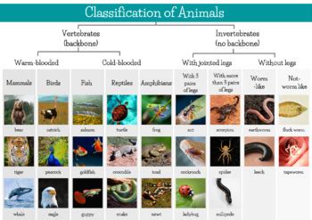 Results for animal classification chart | TPT