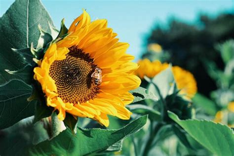 Premium Photo | Close-up of honey bee on sunflower