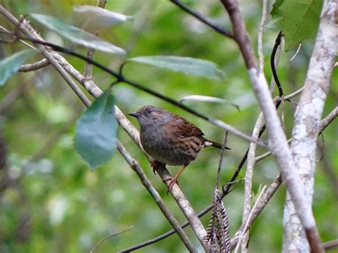 How Big Are Hedge Sparrow Eggs - Birds Of The Wild