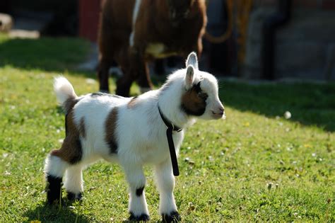 Maiden Castle Cottages - Pygmy Goats: Pygmy Goat Kids for sale