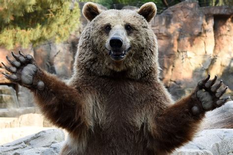 Bear hug time! : r/Bearswaving