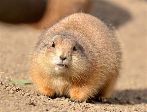 Prairie dog stock image. Image of ground, detailed, claws - 34320673