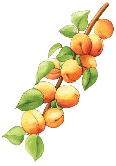 Apricot PNG Vector Images with Transparent background - TransparentPNG