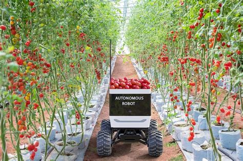 Premium Photo | Autonomous mini truck robot to harvesting tomatoes in agriculture garden future ...