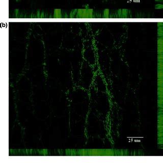 The biofilm of Serratia marcescens WW4 and P. aeruginosa WW5 in ...