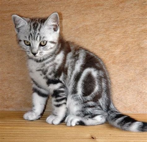 40 Pictures of Cute Silver Tabby Kittens - Tail and Fur