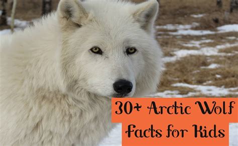 30+ Incredible Facts about the Arctic Wolf Kids Must Know