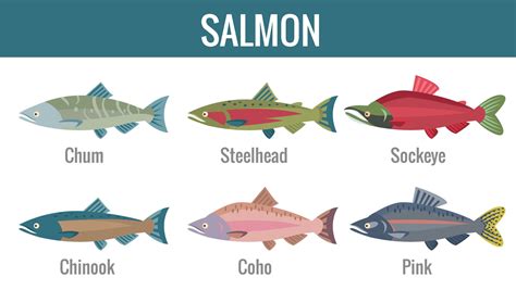 The 6 Types of Salmon: All You Need to Know - Fishmasters.com