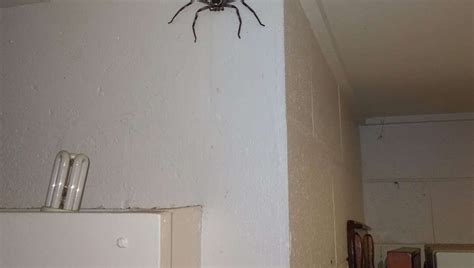 Fact Check: Yes, The Photo Of A Giant Spider Which "Lived With A Man For A Year" Is Real ...