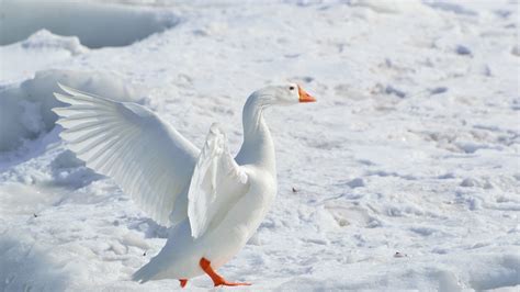 2 Snow Goose HD Wallpapers | Background Images - Wallpaper Abyss