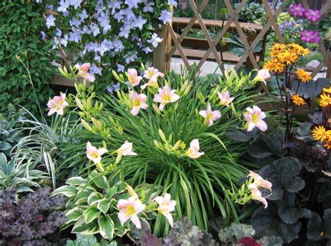 Daylilies In Garden Design - Best Landscape Ideas