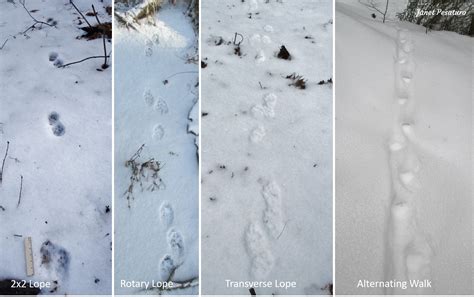 Fisher Tracks and Sign - Winterberry Wildlife