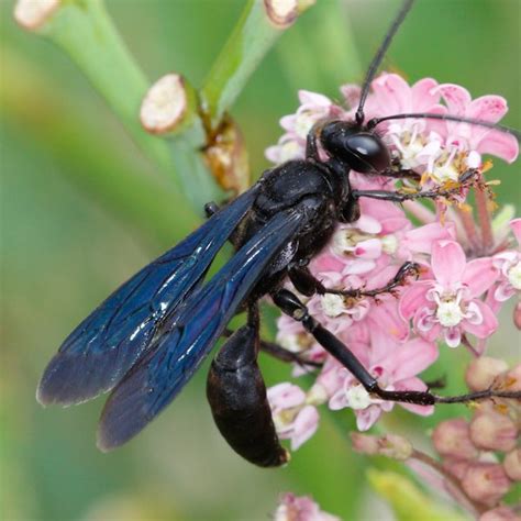 None (Sphex pensylvanicus) Specimens - Insects of Iowa