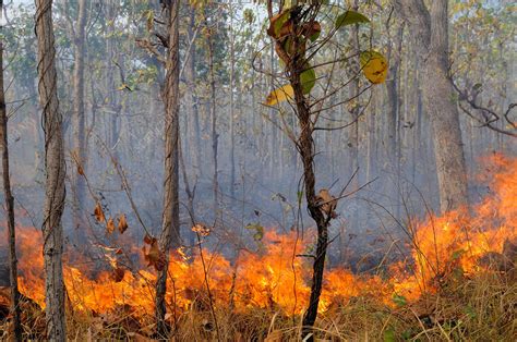 Grass Fire - Stock Image - C028/7229 - Science Photo Library