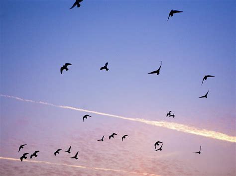 Birds Flying At Sunset by Sarah Palmer