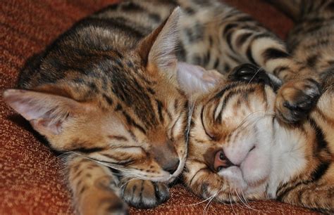 Bengals Sleeping Kittens Feline - Free photo on Pixabay