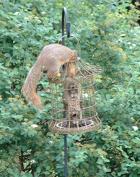 Squirrel Proof Bird Feeders Spinning - Bird FeedersBird Feeders