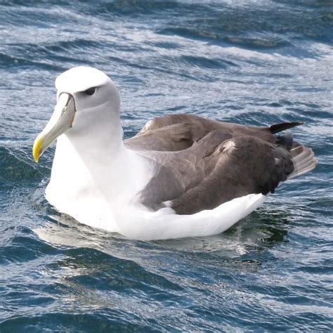 White-capped Albatross/Mollymawk