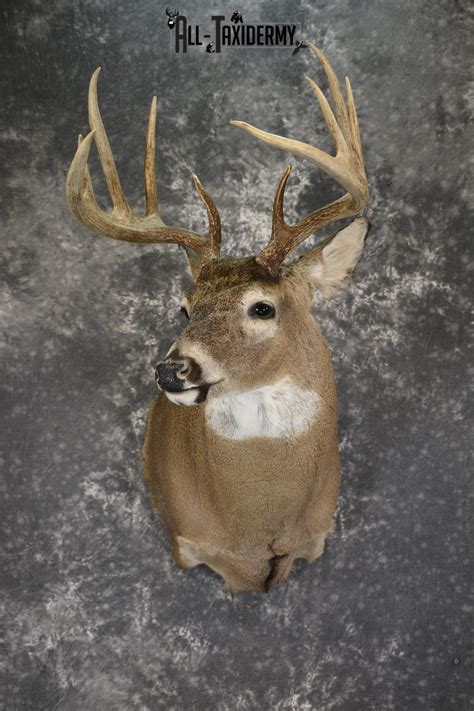 Whitetail Deer 10 Point taxidermy shoulder mount for sale SKU 1907 - All Taxidermy