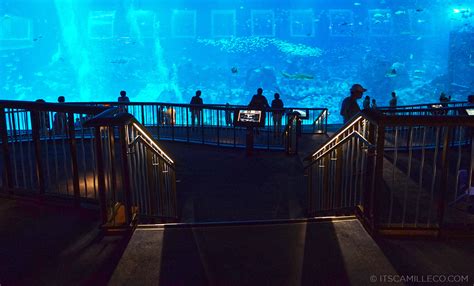 Travel Diary: S.E.A. Aquarium - Camille Tries To Blog | Camille Tries to Blog