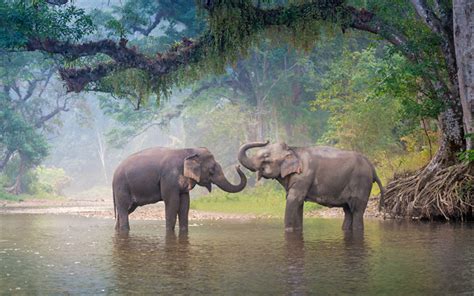 Download wallpapers 4k, elephants, river, wildlife, Thailand, Asia for ...