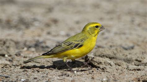 Yellow Canary Care Sheet | Birds Coo