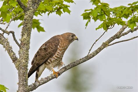 10 Most Common Hawks in Iowa [Field Guide & Identification Tips]