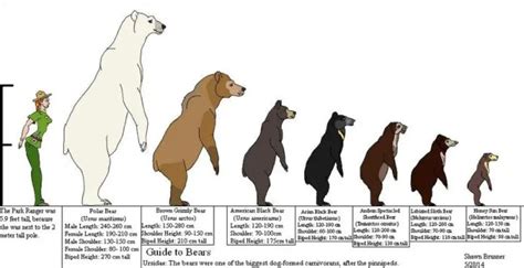 How Tall is a Polar Bear - Polar Bear Height - Zooologist