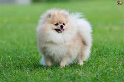 Top Grooming Tips for a Pomeranian | Pets4Homes