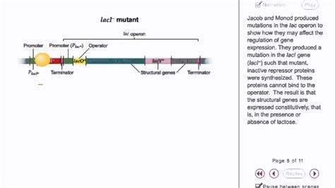 Lac Operon Animation