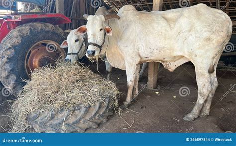 White Oxen with Horns Standing in a Farm and Eating Some Grass Stock Photo - Image of grass ...