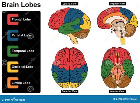 Human Brain Lobes Anatomy Infographic Diagram Cartoon Vector | CartoonDealer.com #247305793