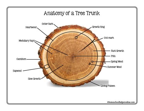 Count Growth Tree Rings to Age a Tree + Learn Parts of the Tree Trunk - Homeschool Helper Online