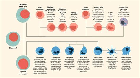 Innate vs Adaptive Immunity | Technology Networks