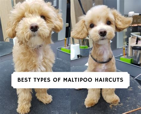 Best Types of Maltipoo Haircuts with Pictures! (2020) We Love Doodles