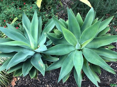 Agave Plants: How to Grow and Care (Complete Guide) - GrowingVale