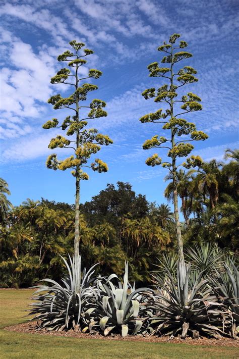 Agave Flower Stalk | Best Flower Site